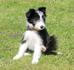 border collie cross miniature poodle